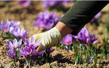 با «پالیز» بانک کشاورزی، دست دلالان از بازار طلای سرخ کوتاه شد